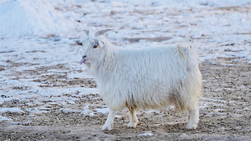 羊绒衫厂家昭乌达羊绒培育的山羊