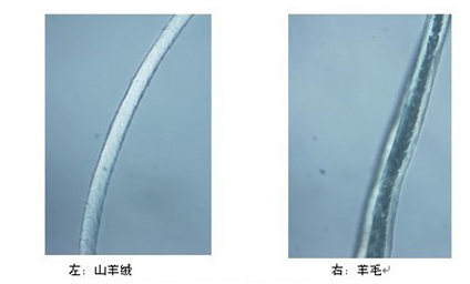 羊绒衫生产厂家讲羊绒羊毛的区别