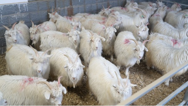 山羊的养殖方式对羊绒质量有影响吗？羊绒衫厂家来告诉你